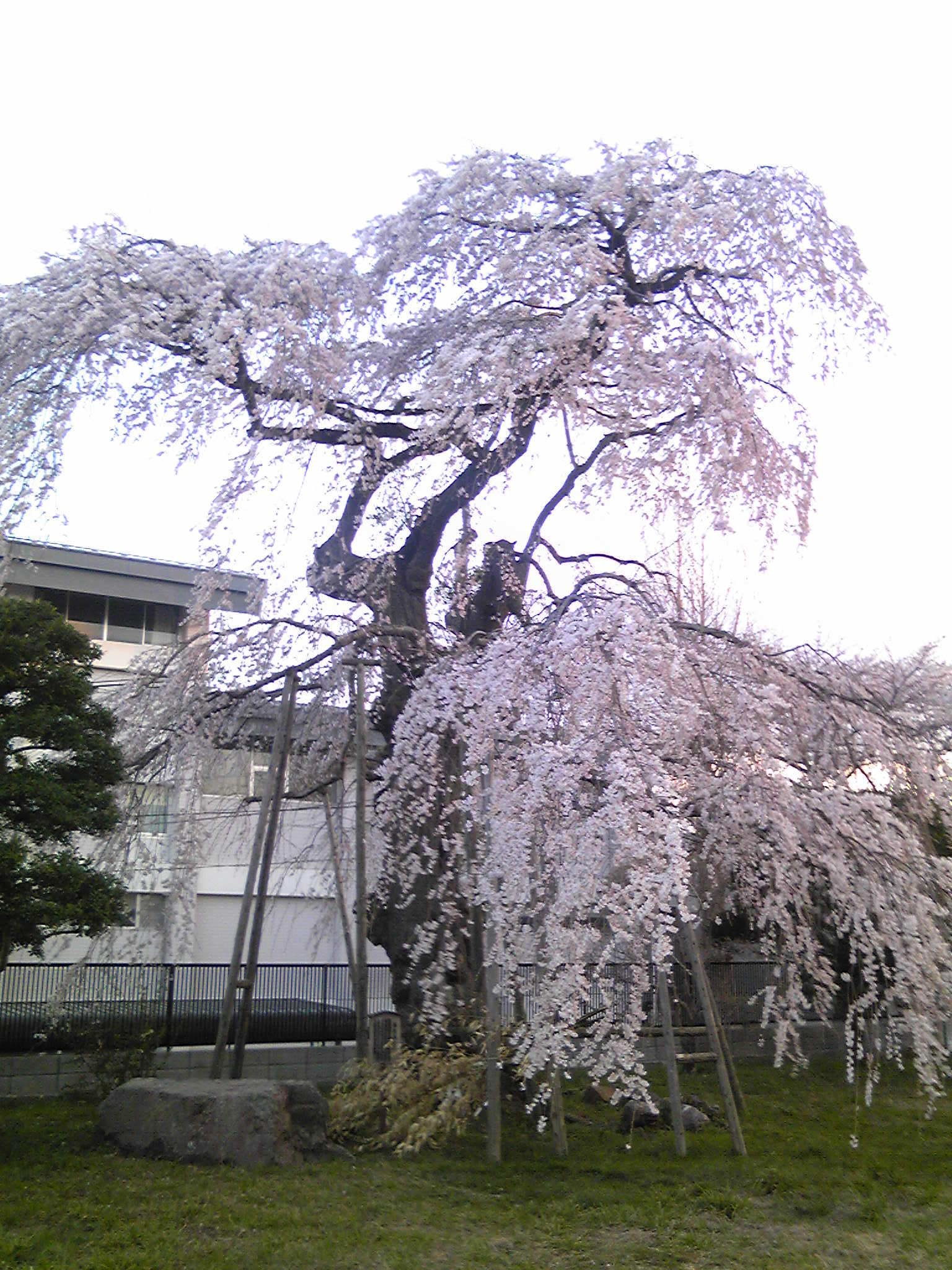 桜満開